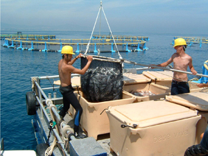 Harvesting Cages